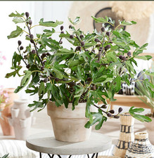 Ficus little miss for sale  SWANLEY