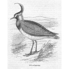 Birds lapwing antique for sale Birds lapwing antique for sale  GLASGOW