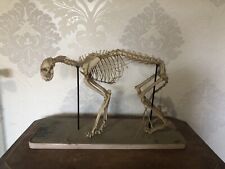 Squelette chat. auzoux. d'occasion  Nice-