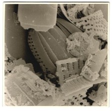 Fotografie diatomeen fossile gebraucht kaufen  Berlin