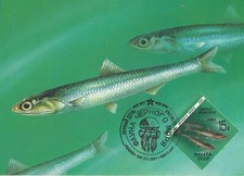 Anchova peixe báltico arenque Encrasicolus vida marinha Rússia FDC Maxi 1991 comprar usado  Enviando para Brazil