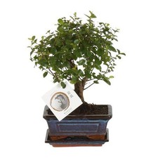 Bonsai kugelform zimmerpflanze gebraucht kaufen  Düsseldorf