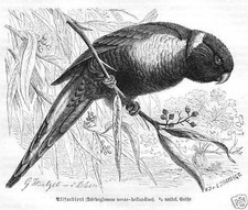 Allfarblori richoglossus haema gebraucht kaufen  Lauenburg/ Elbe