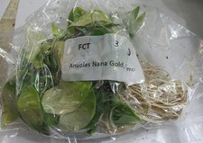 Anubias nana golden for sale  Middleburg