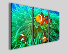 Quadro pesci the usato  Pontecagnano Faiano