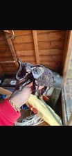 Elephant statue for sale  BRIERLEY HILL