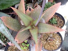 Semi aloe branddraaiensis usato Semi aloe branddraaiensis usato  Trappeto