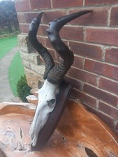 Taxidermy red cape for sale  BILLINGHAM