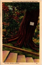 1938 arbor vitae for sale  Southampton