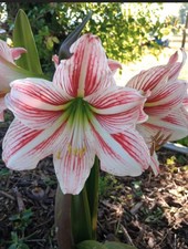 Amaryllis bulbs blooming for sale  Mullins