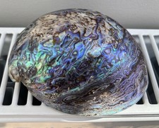 Large polished abalone for sale  HEREFORD
