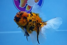 Tiger peacock tail for sale  Pflugerville