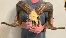 Dall ram sheep for sale  Fremont
