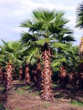 Washingtonia robusta hardy for sale  SUTTON COLDFIELD