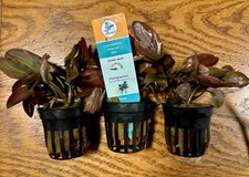 Lagenandra red potted for sale  TAUNTON