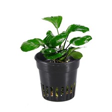 Pcs planting basket for sale  LONDON