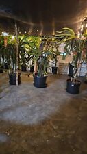 Dragon fruit cuttings for sale  Covina