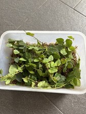terrarium plants for sale terrarium plants for sale DARTFORD