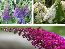 Sommerflieder buddleja schmett gebraucht kaufen  Pinneberg
