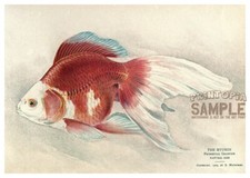 Ryukin fringetail goldfish for sale  Shipping to United Kingdom