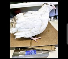 Super jumbo coturnix for sale  UK
