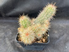 Echinocereus berthelowanus cac usato  Massafra