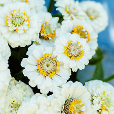 Zinnia pumila white for sale  Sevierville