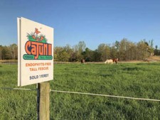 Cajun forage tall for sale  Odessa