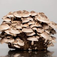 Shiitake pilzzuchtset xxl gebraucht kaufen  Alerheim