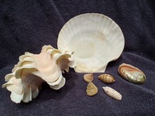 Tridacna squamosa scallop for sale  Imperial Beach