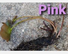 Pond lily pink for sale  SHEERNESS