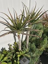 Tree aloe years for sale  Whittier