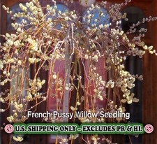French pussy willow for sale  Mcminnville
