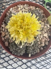 Copiapoa hypogaea atacama for sale  Jurupa Valley