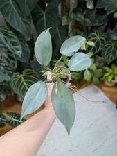 Philodendron hastatum silver gebraucht kaufen Philodendron hastatum silver gebraucht kaufen  Bogen