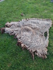 sheep fleece for sale  OSWESTRY