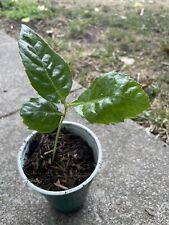 One loquat live for sale  Napa