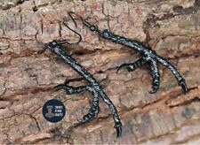 Earrings raven claw for sale  WIRRAL