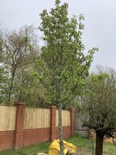 pyrus for sale pyrus for sale SOUTHAMPTON