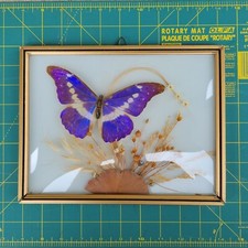 butterfly collection for sale butterfly collection for sale Columbus