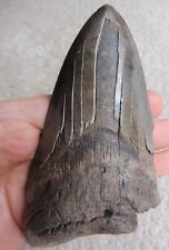 Extra large megalodon for sale  BURGESS HILL