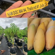 Grafted feet tall for sale  Miami