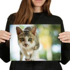 Beautiful pet cat for sale  SELBY