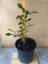 Organic kaffir lime for sale  Columbus