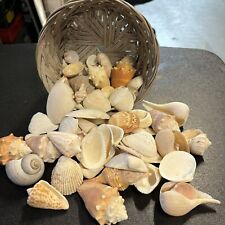 Vtg sea shells for sale  Scottsburg