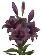 Lilium shelby oriental for sale  PRESTON