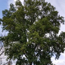 Carya ovalis tree for sale  Oakland Gardens