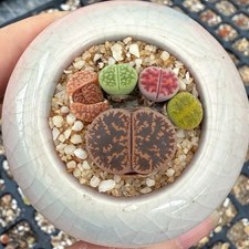Lithops topf 5cm gebraucht kaufen  München