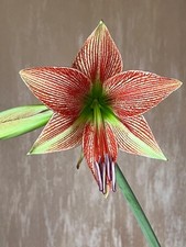 Hippeastrum lpn4 lapacense usato  Bagnoregio
