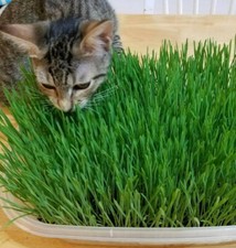 12g cat grass for sale  Houston